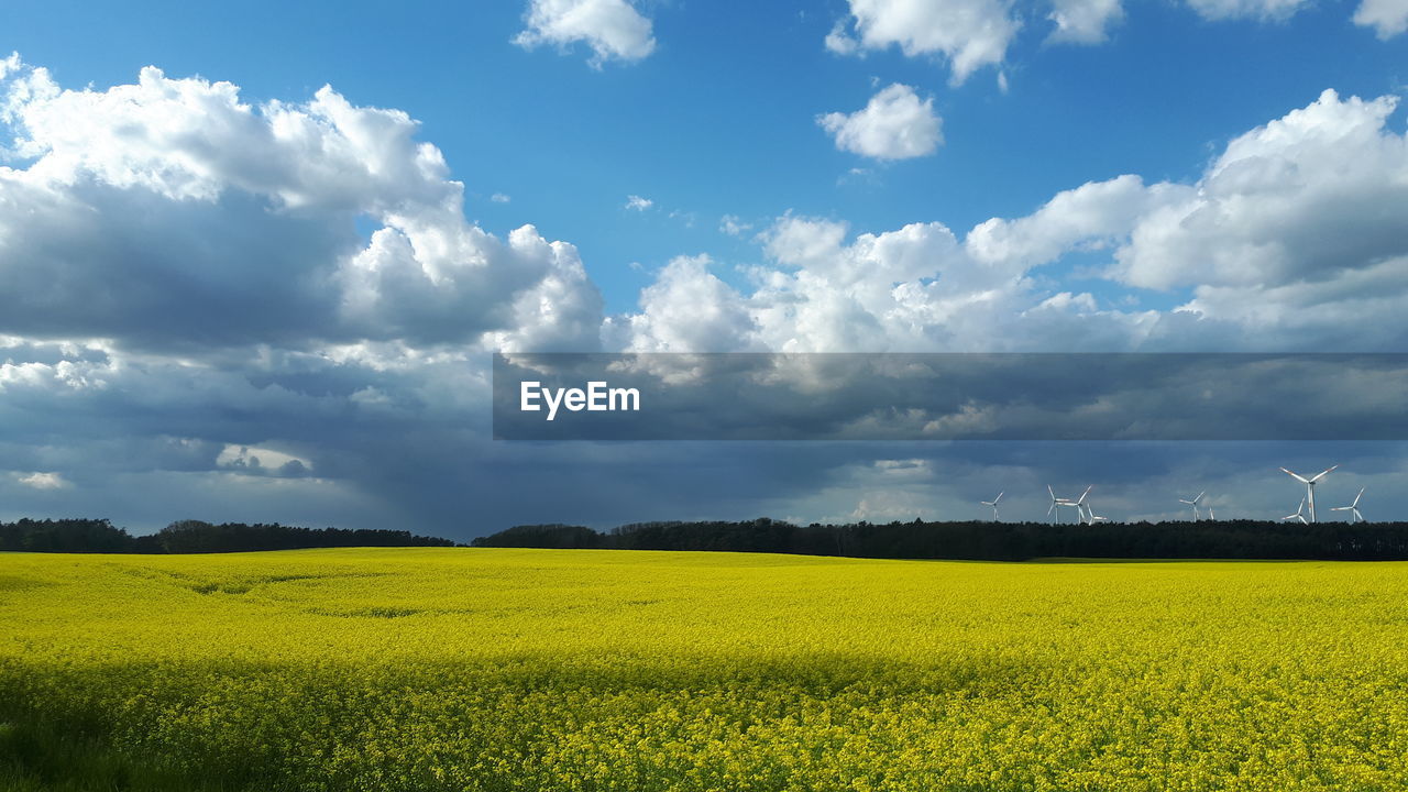 Scenic view of field against sky