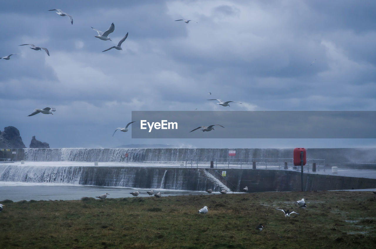 BIRDS FLYING OVER LAKE AGAINST SKY