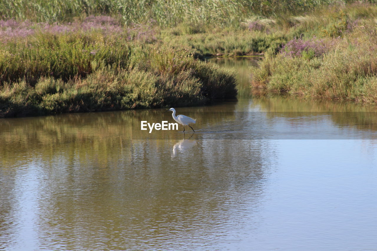 High angle view of gray heron on lake