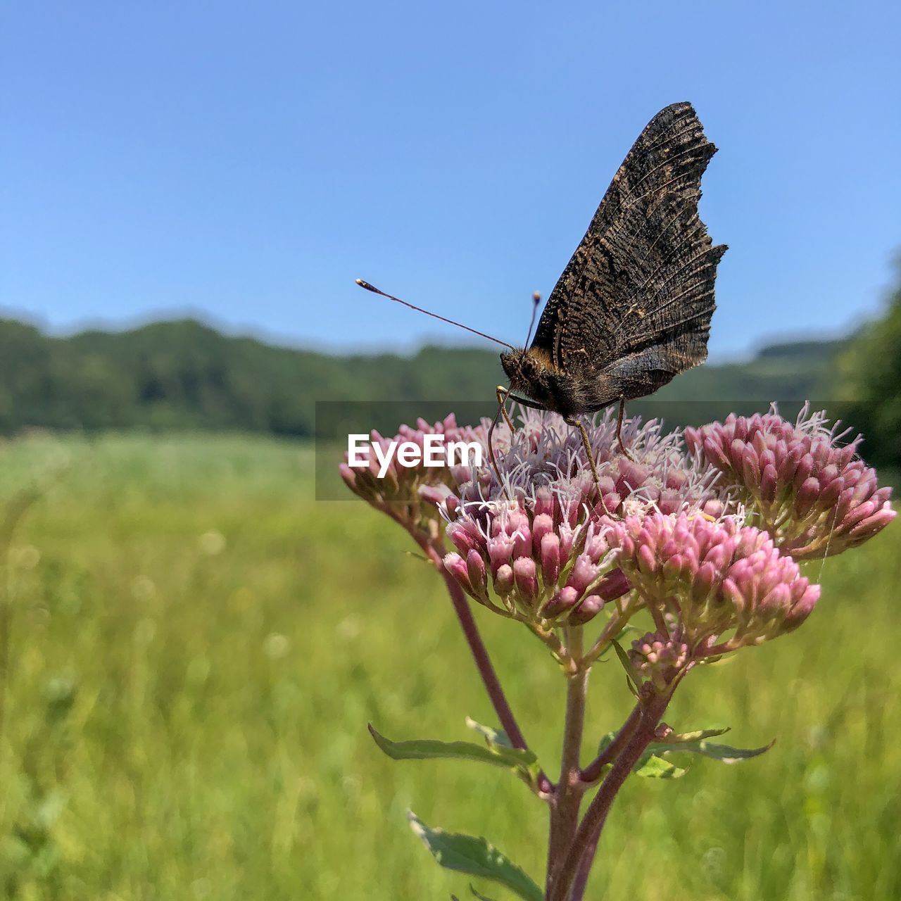 Close-up of butterfly pollinating on pink flower