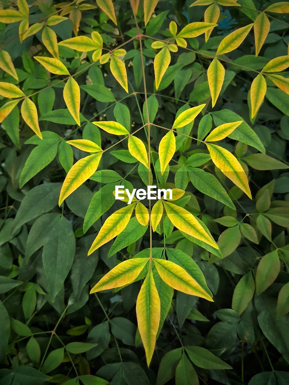 Close-up of fresh green leaves