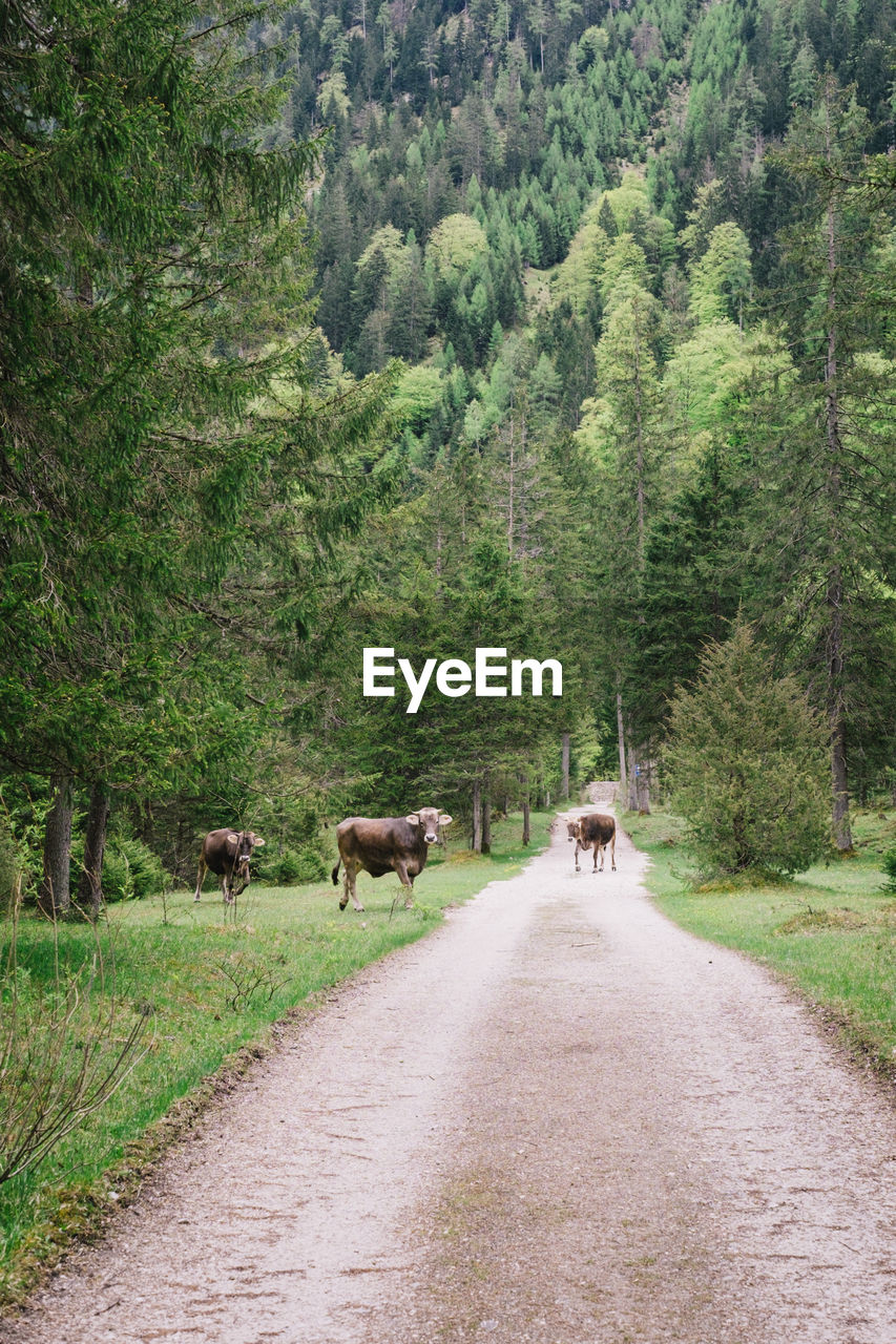 VIEW OF SHEEP ON ROAD