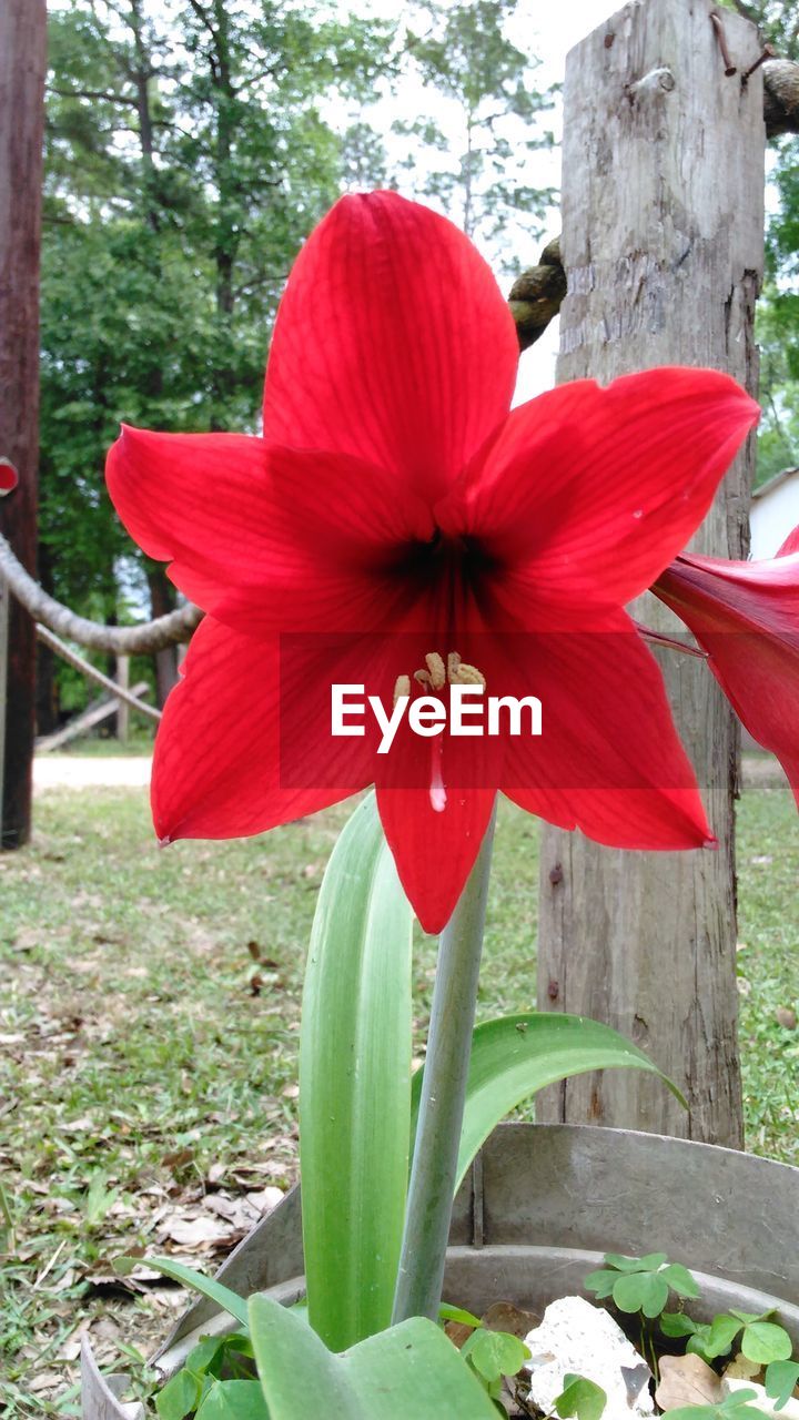 CLOSE-UP OF RED HIBISCUS FLOWER