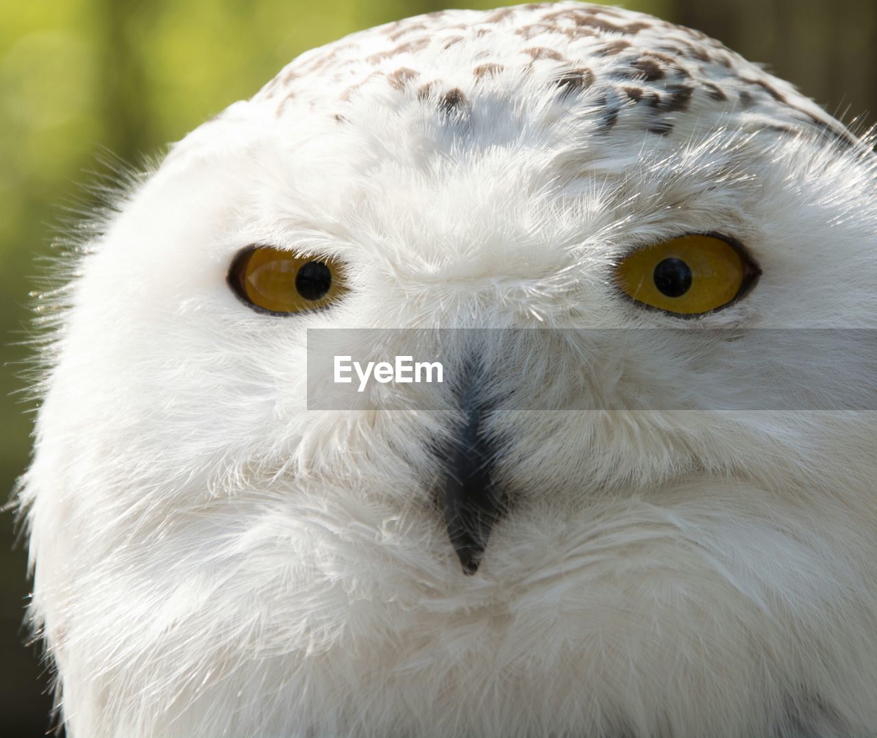 Close-up portrait of a bird