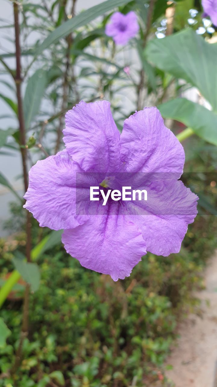 CLOSE-UP OF PURPLE ROSE FLOWER