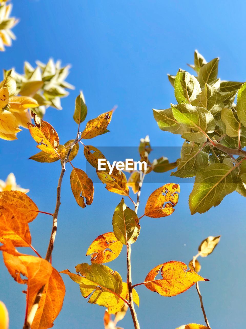 Low angle view of autumnal leaves against blue sky