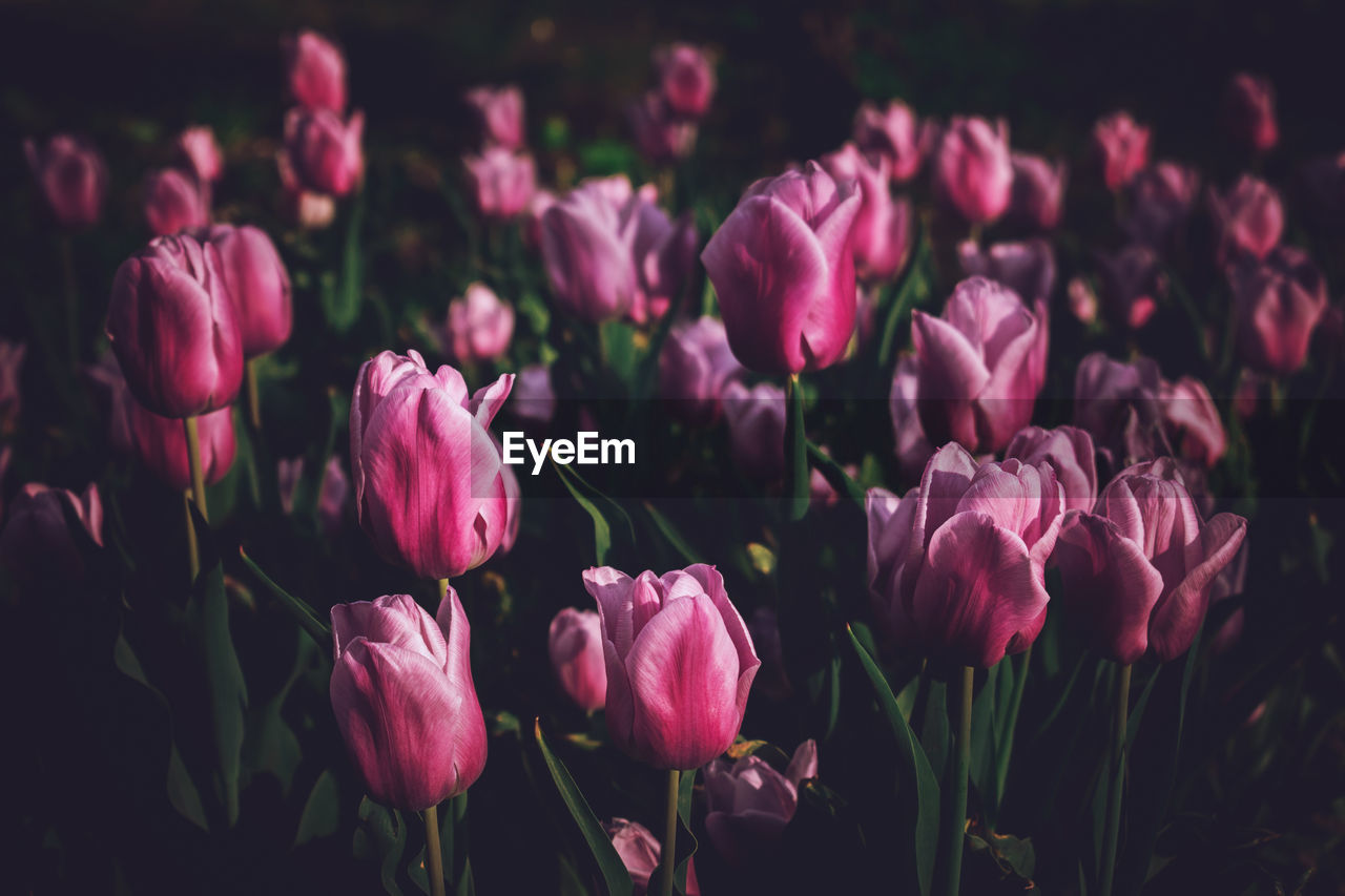 Close-up of pink tulips