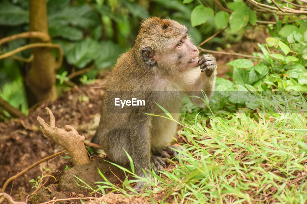 Curious monkey, lombok, indonesia