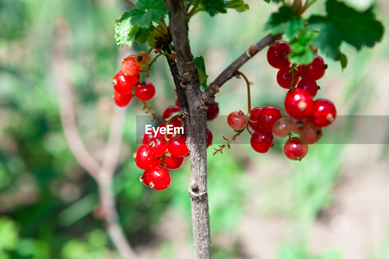 Growing red currant . ribes family of flowering shrubs