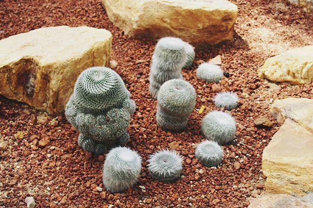 cactus, nature, day, high angle view, spiked, rock - object, no people, outdoors, growth, beauty in nature, close-up