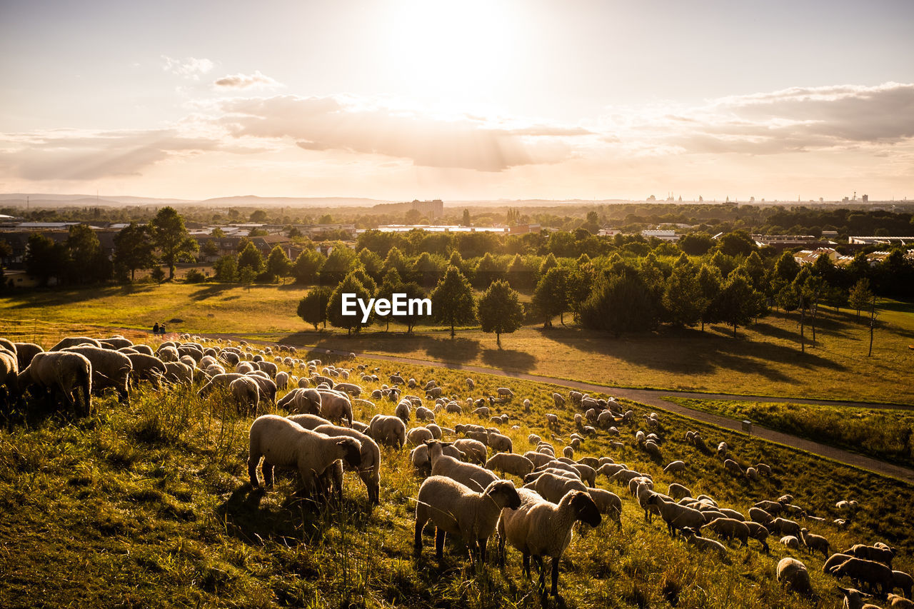 High angle view of sheep on landscape during sunset