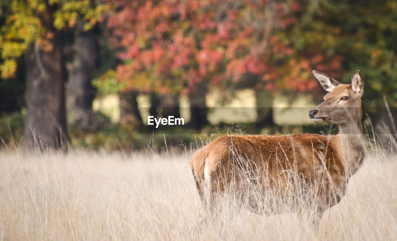 Deer standing on grassy field