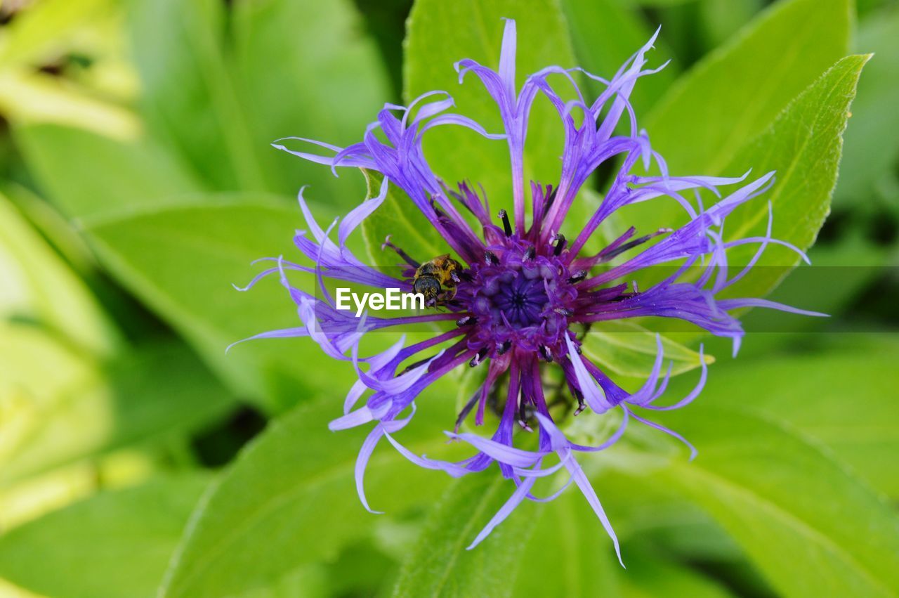 CLOSE-UP OF PURPLE FLOWERS BLOOMING