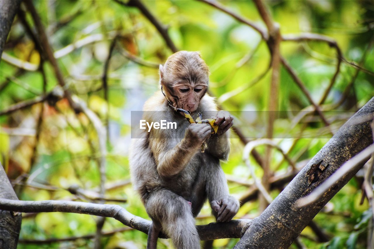 Monkey holding banana peel while sitting on bare tree