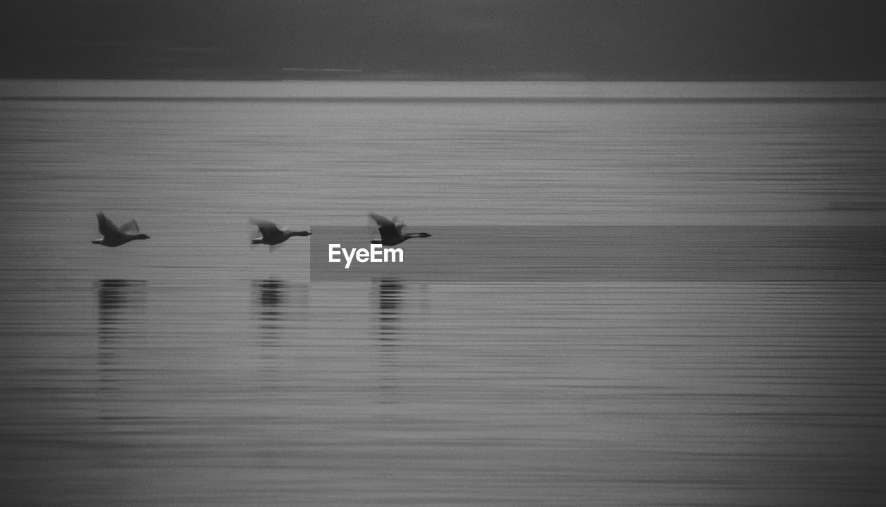 VIEW OF BIRDS IN LAKE