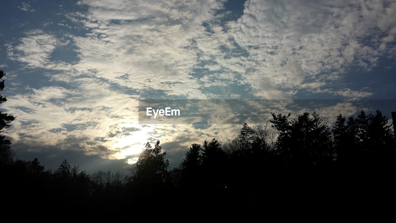 SILHOUETTE OF TREES AGAINST SKY