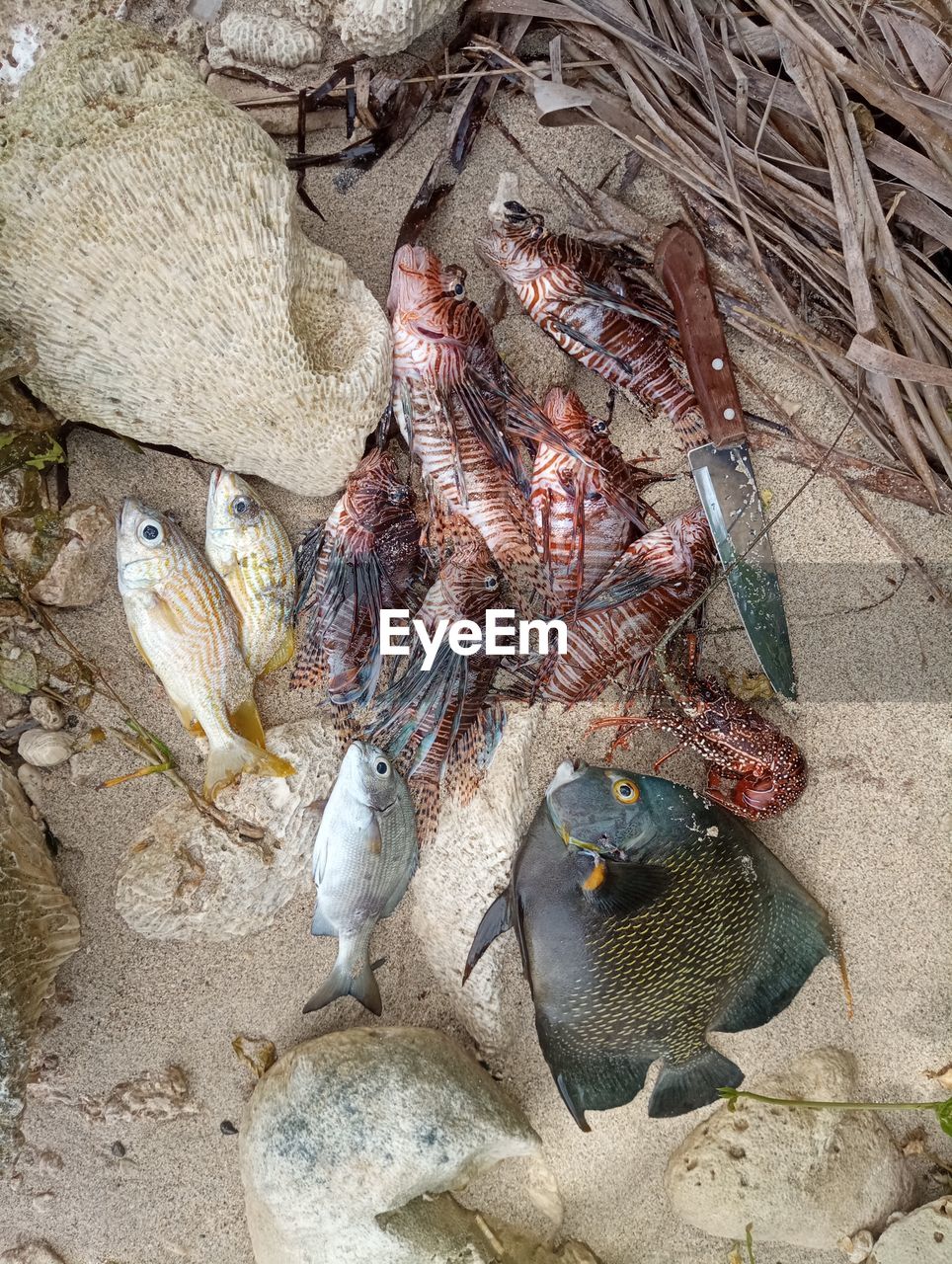 High angle view of fish and seafood at beach