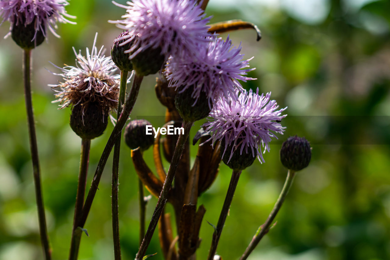 Close-up of purple thistle flowers