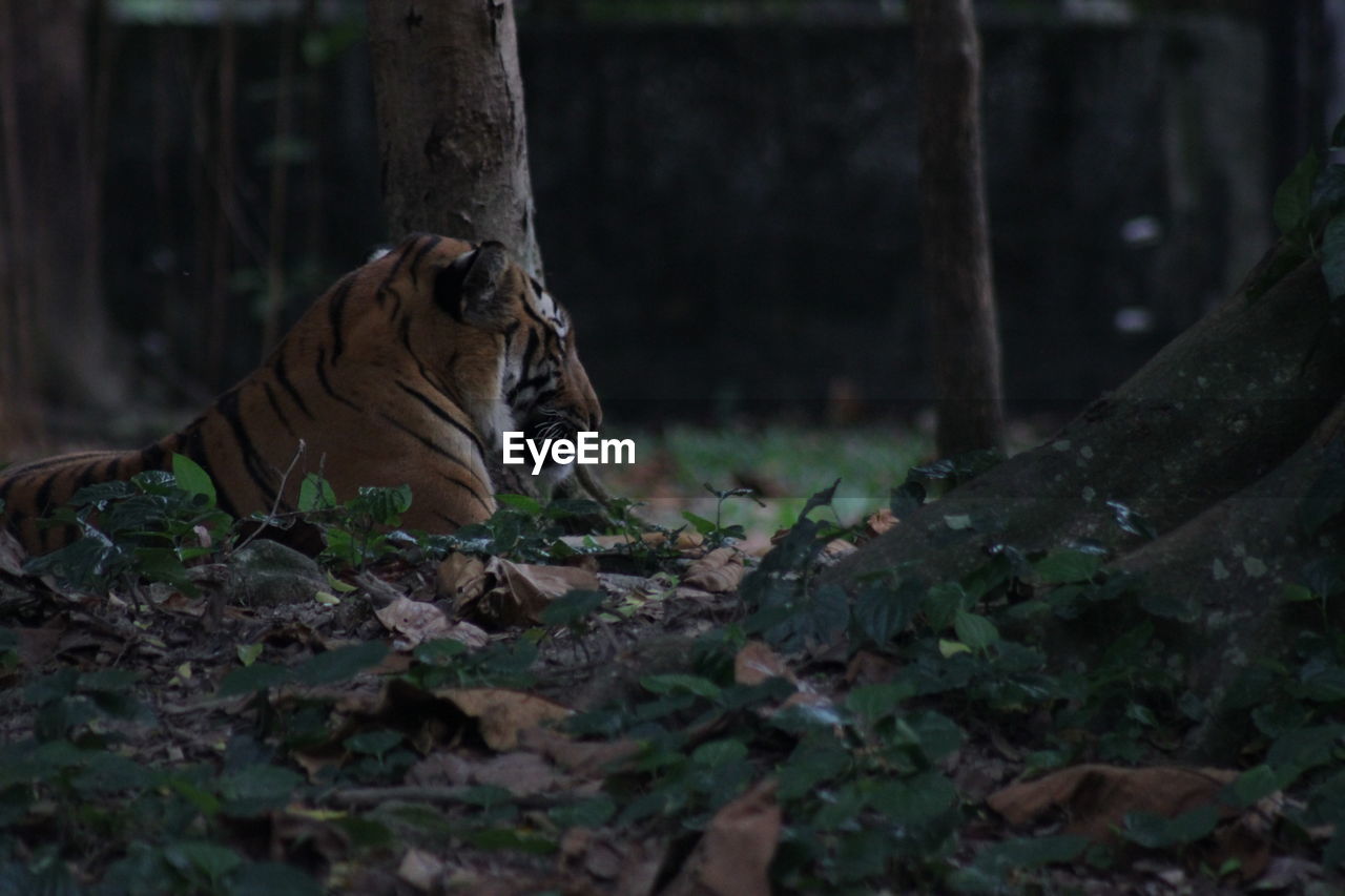 Tiger lying on field at forest