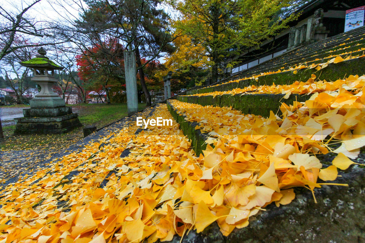 Yellow flowering plants in park during autumn
