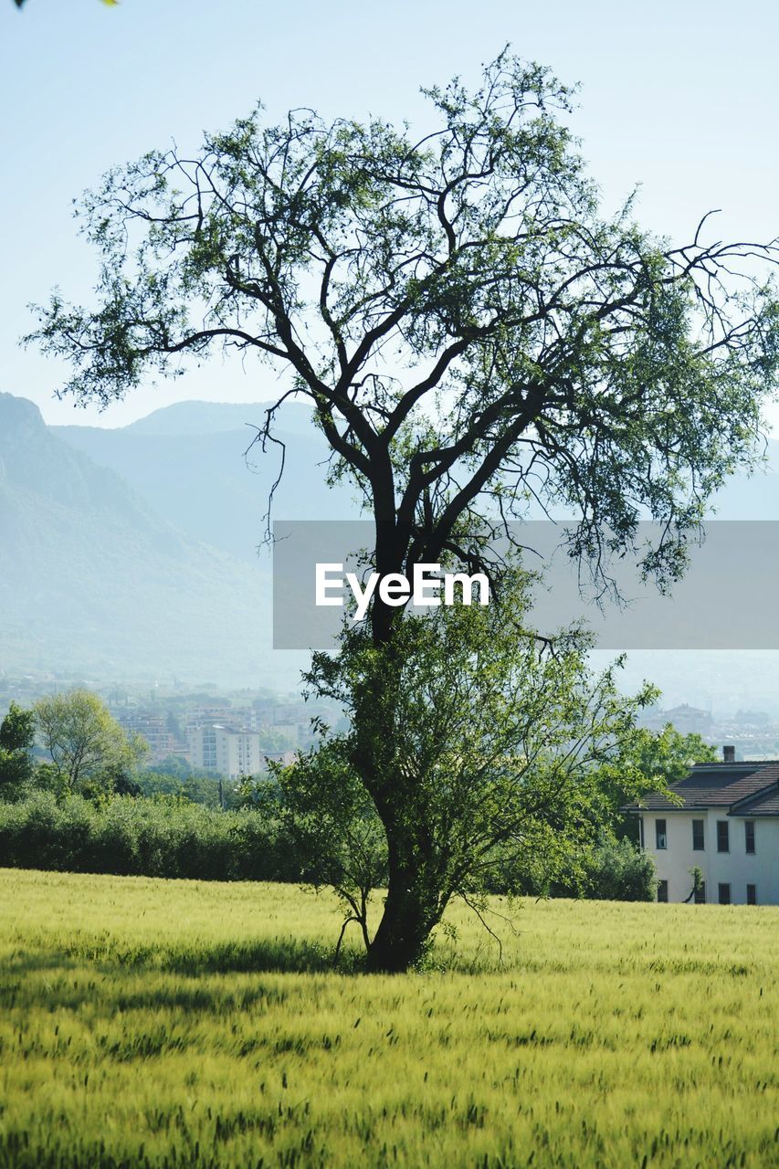 TREES ON GRASSY FIELD AGAINST SKY