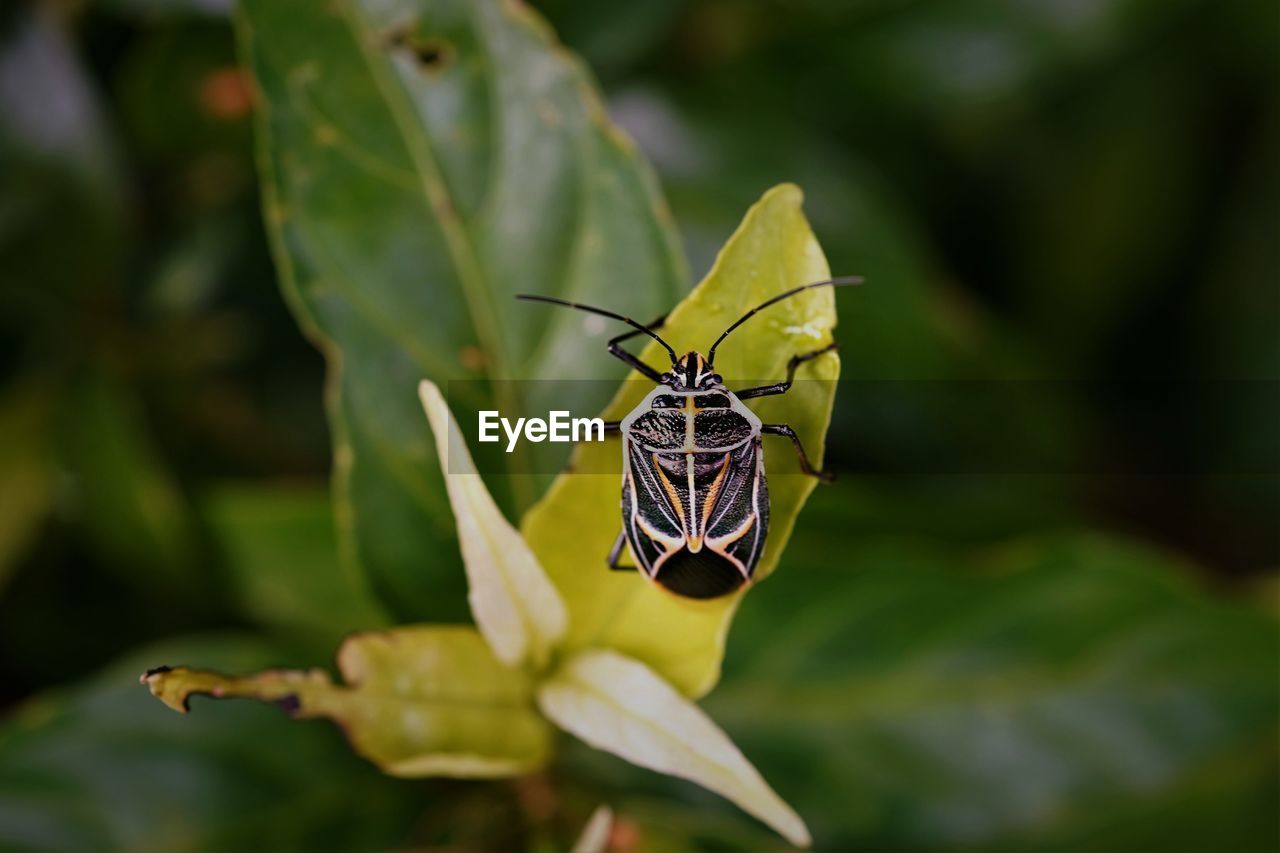 Close-up of beetle insect on host plant