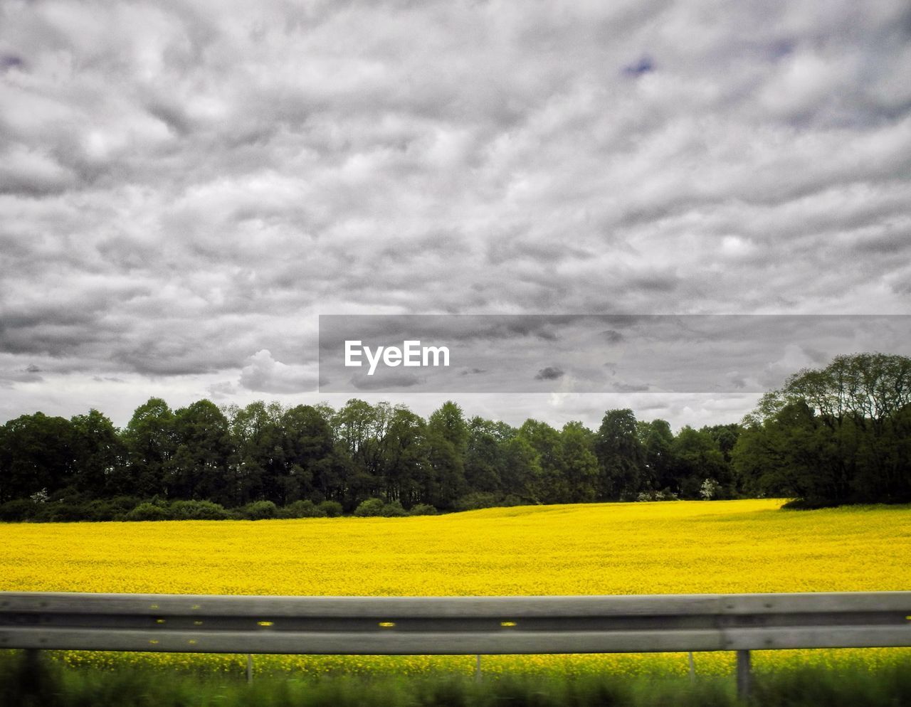 TREES ON FIELD AGAINST CLOUDY SKY