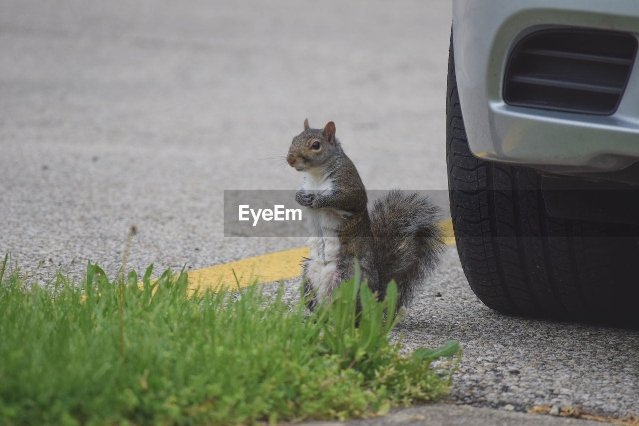 Side view of a squirrel