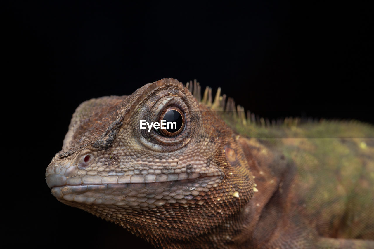 CLOSE-UP OF A LIZARD