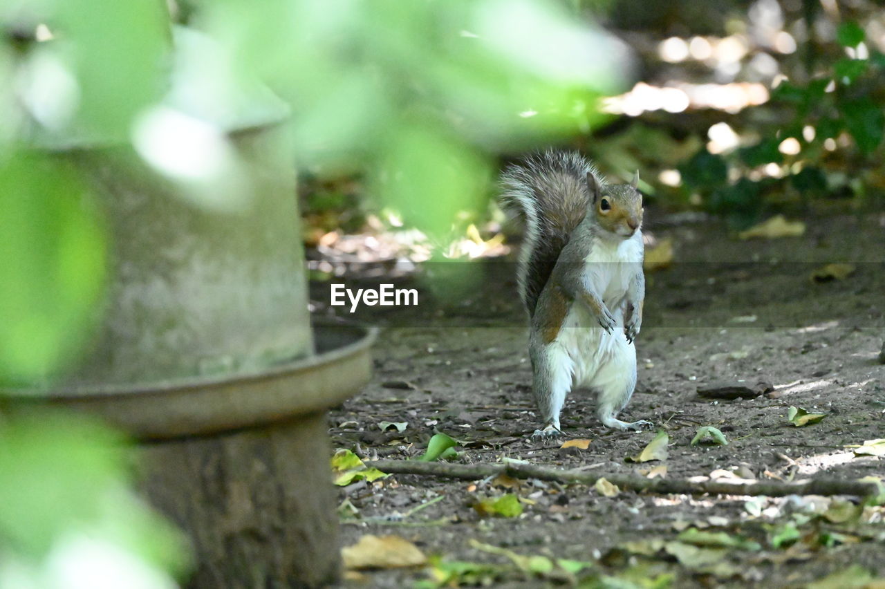 animal, green, animal themes, nature, squirrel, one animal, animal wildlife, wildlife, mammal, no people, chipmunk, rodent, selective focus, plant, flower, day, forest, tree, outdoors, bird, zoo, leaf, branch, eating, garden