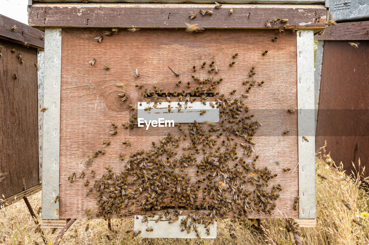 Bees flying in front of the hive entry