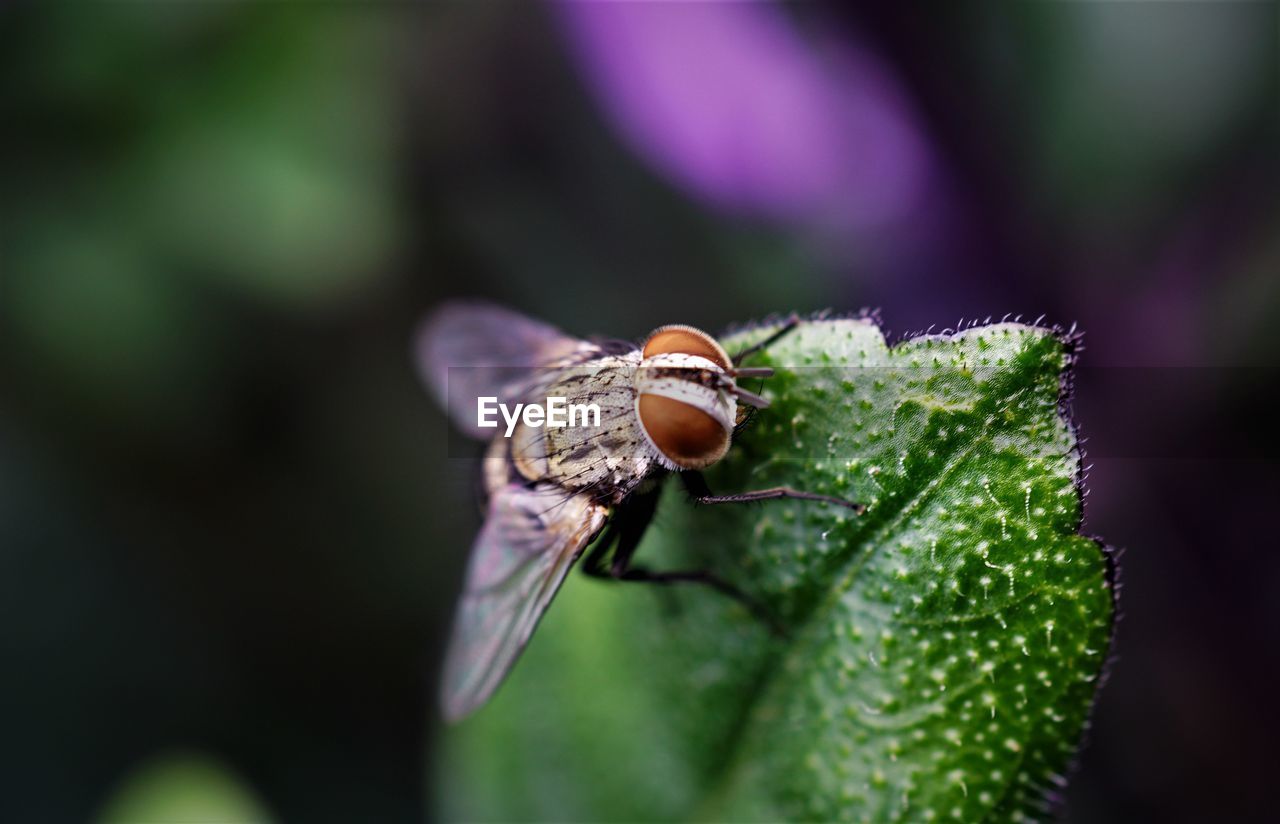 Close-up of fly on leaf