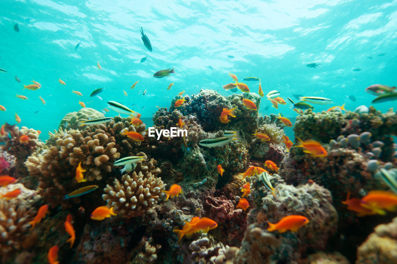 VIEW OF FISH SWIMMING UNDERWATER