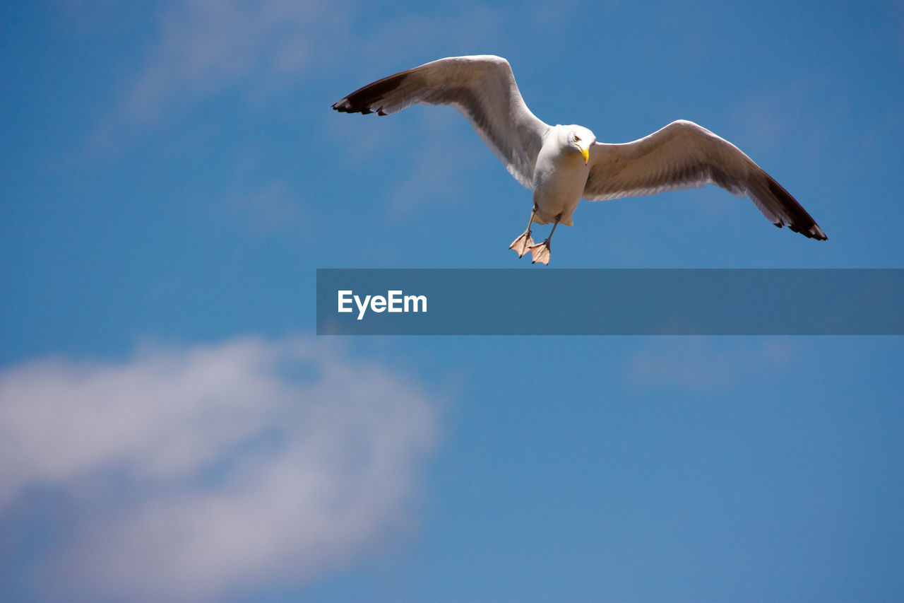 LOW ANGLE VIEW OF EAGLE FLYING AGAINST SKY