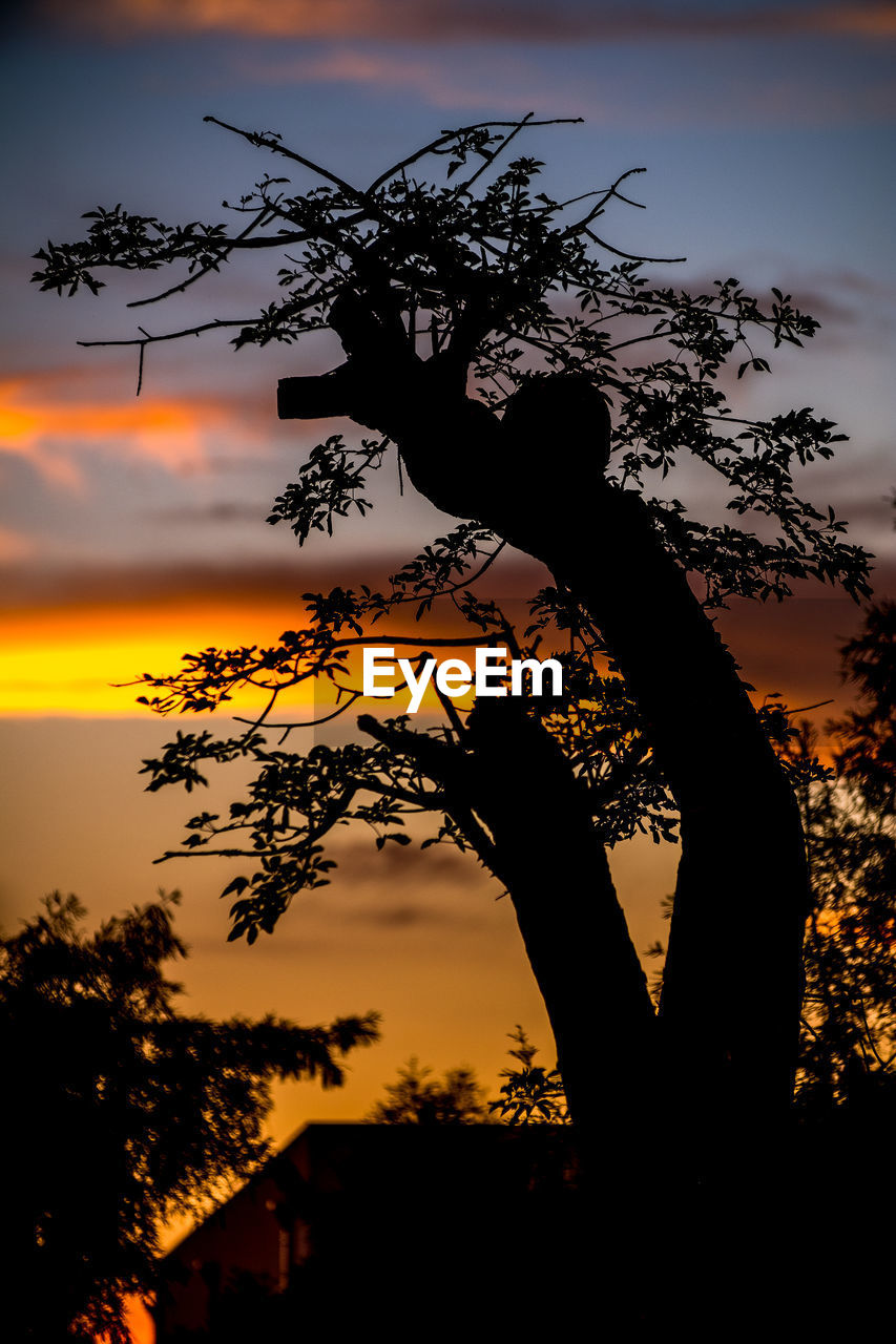 SILHOUETTE TREE AGAINST DRAMATIC SKY AT SUNSET