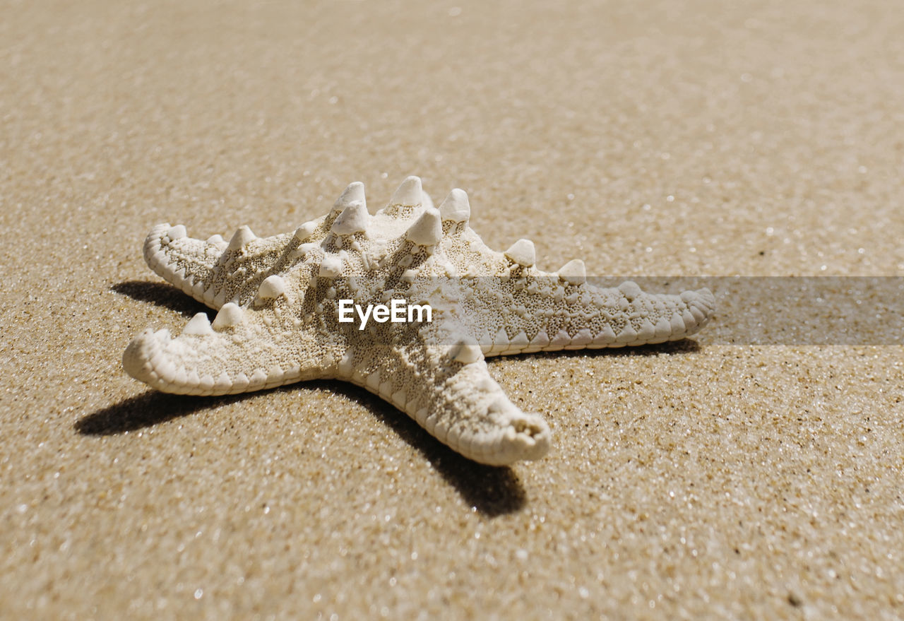 CLOSE-UP OF CRAB ON BEACH