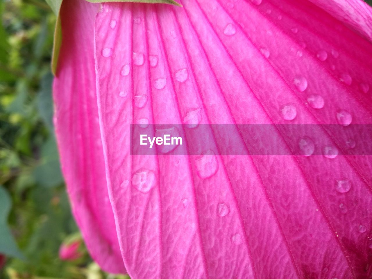 CLOSE-UP OF WATER DROPS ON PINK FLOWER