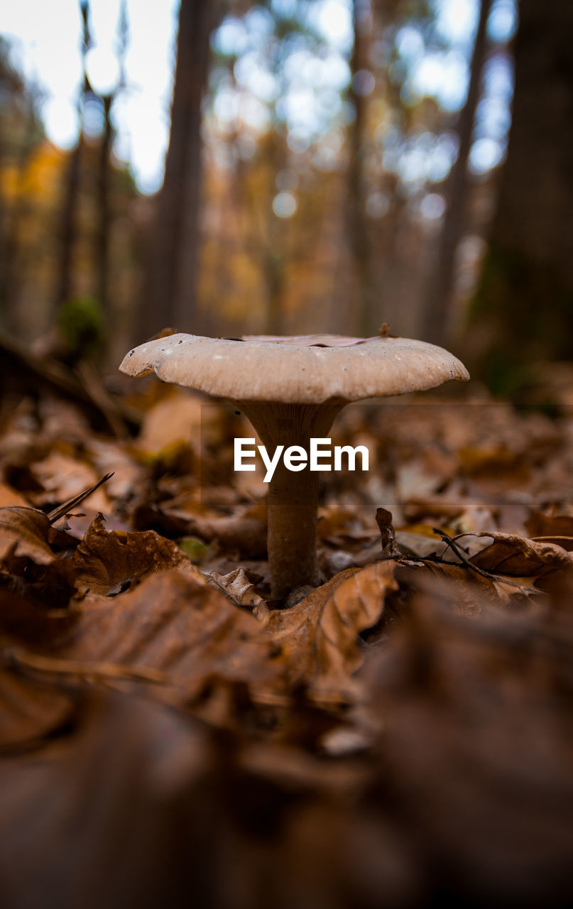 Close-up of mushroom growing on tree in forest