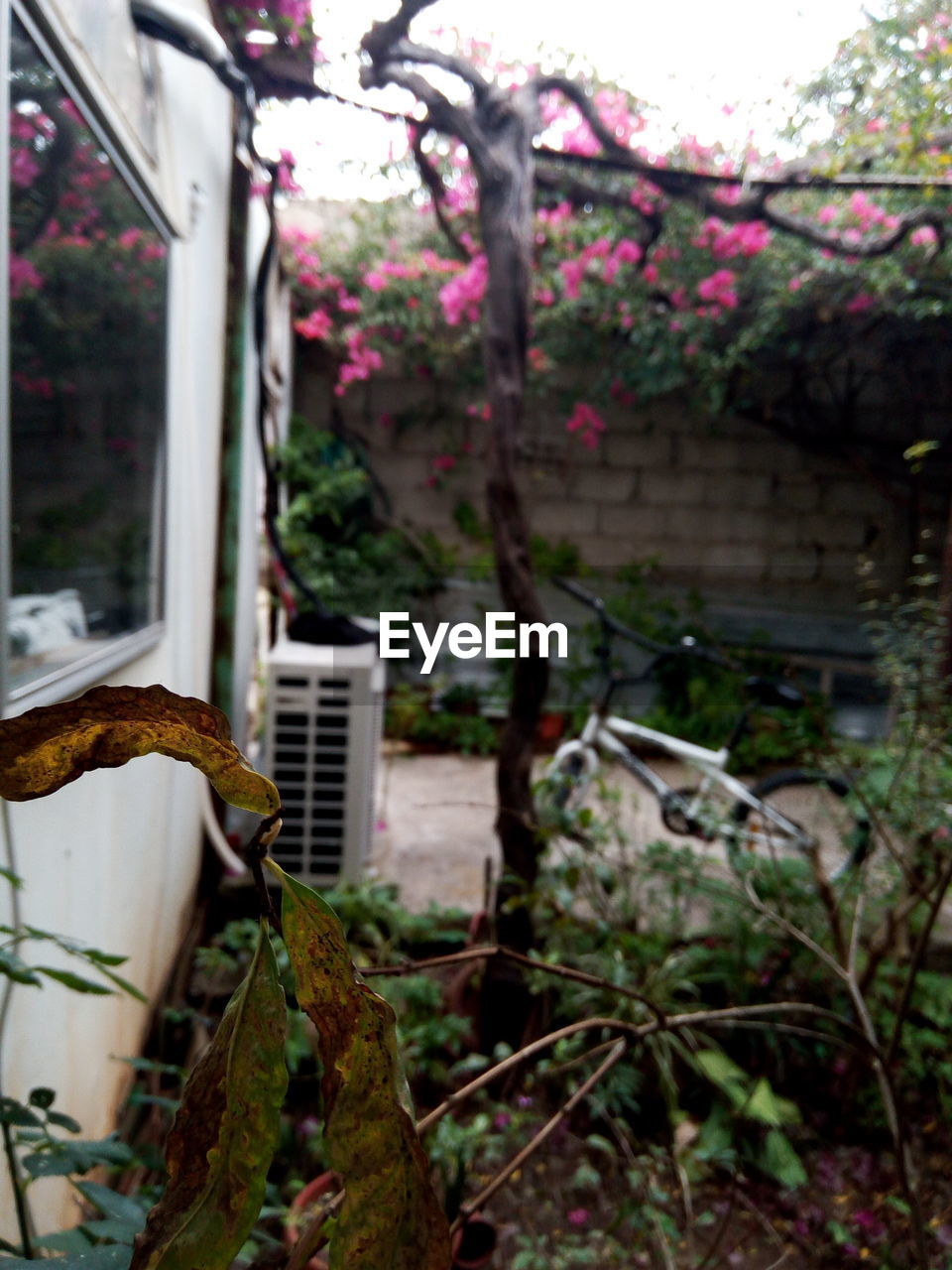 FLOWER TREES AND PLANTS IN FOREGROUND