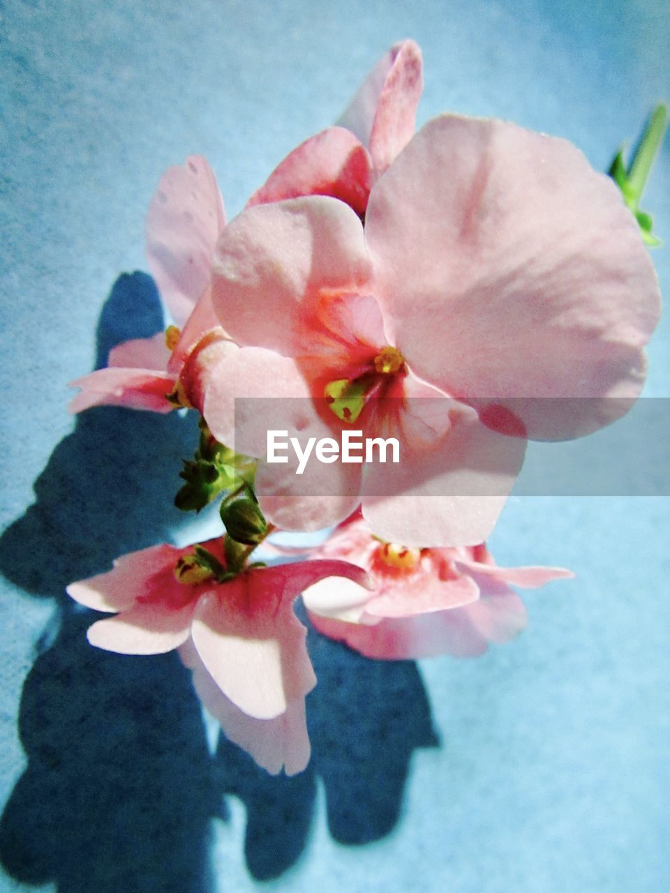 CLOSE-UP OF PINK FLOWERS AND LEAVES