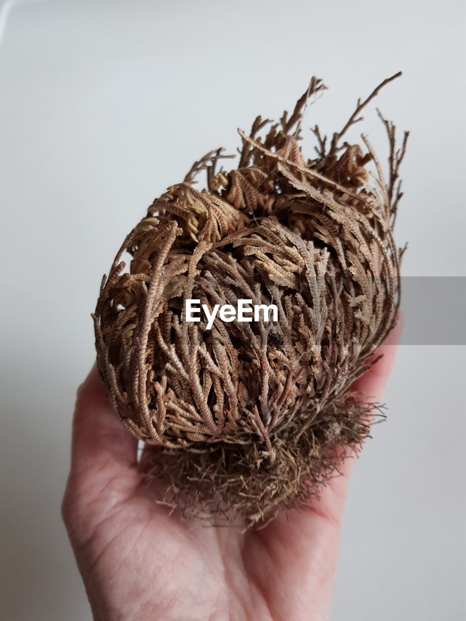 CLOSE-UP OF PERSON HOLDING DRY LEAF