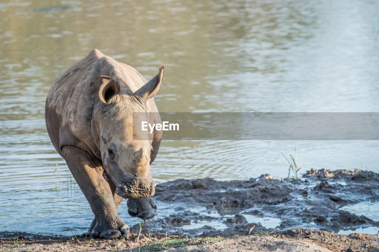 HORSE IN A LAKE