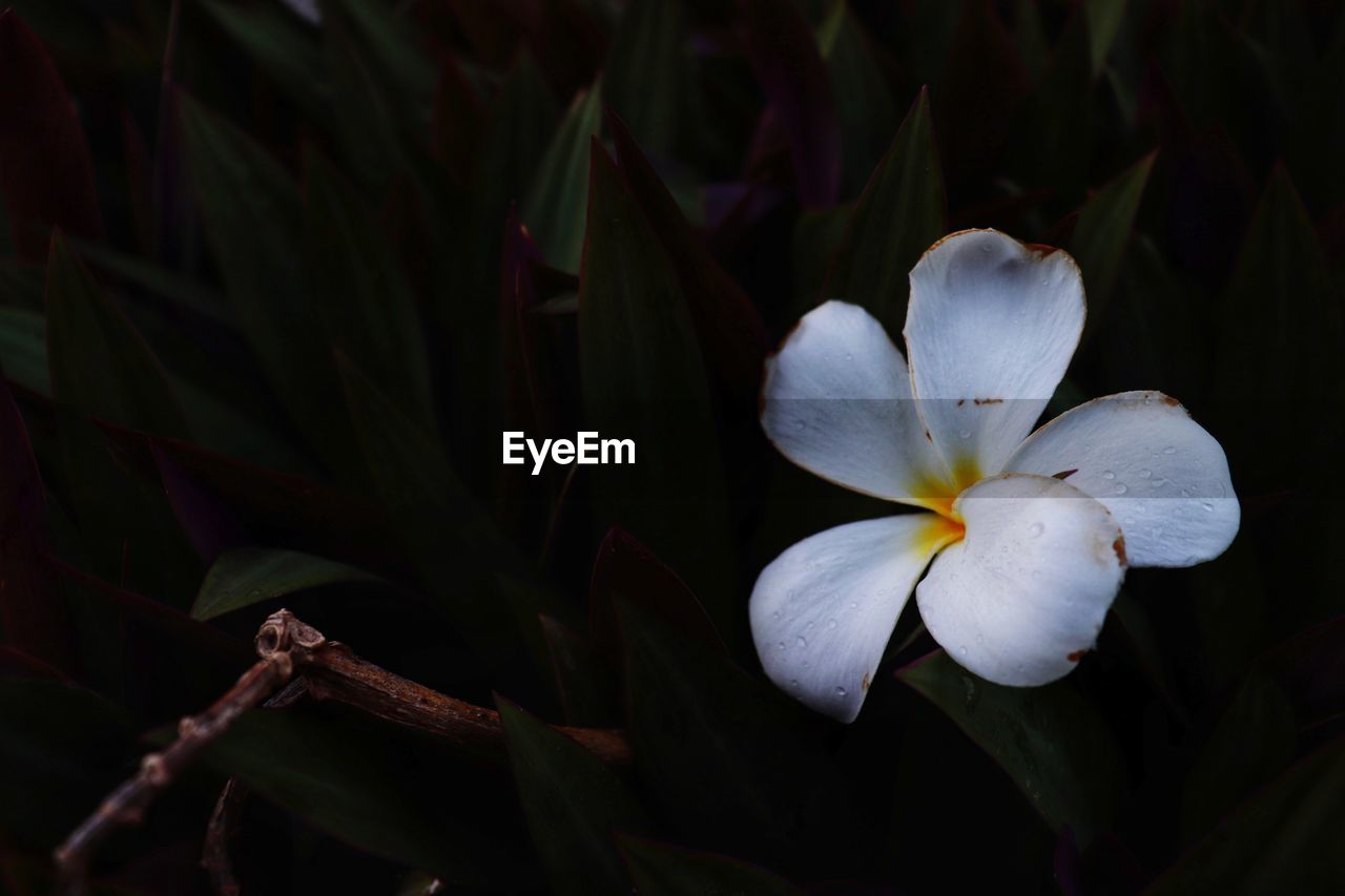 CLOSE-UP OF WHITE FLOWERS