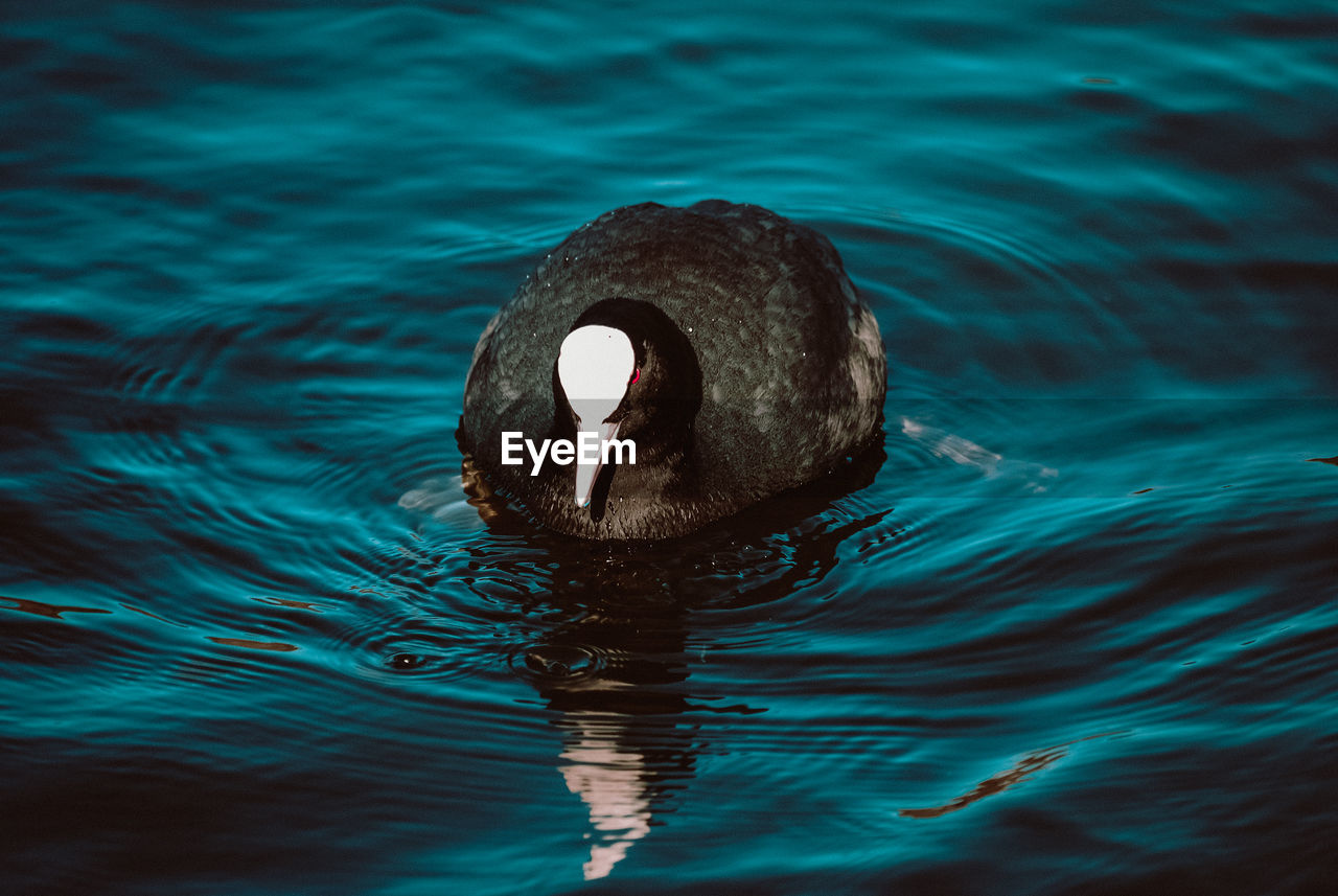 Swan swimming in lake