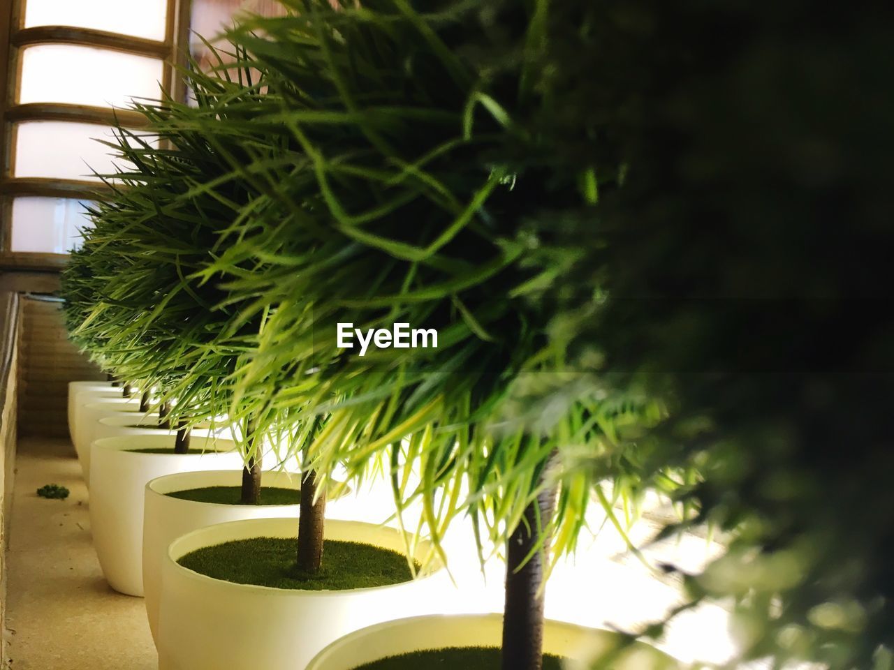 CLOSE-UP OF POTTED PLANTS