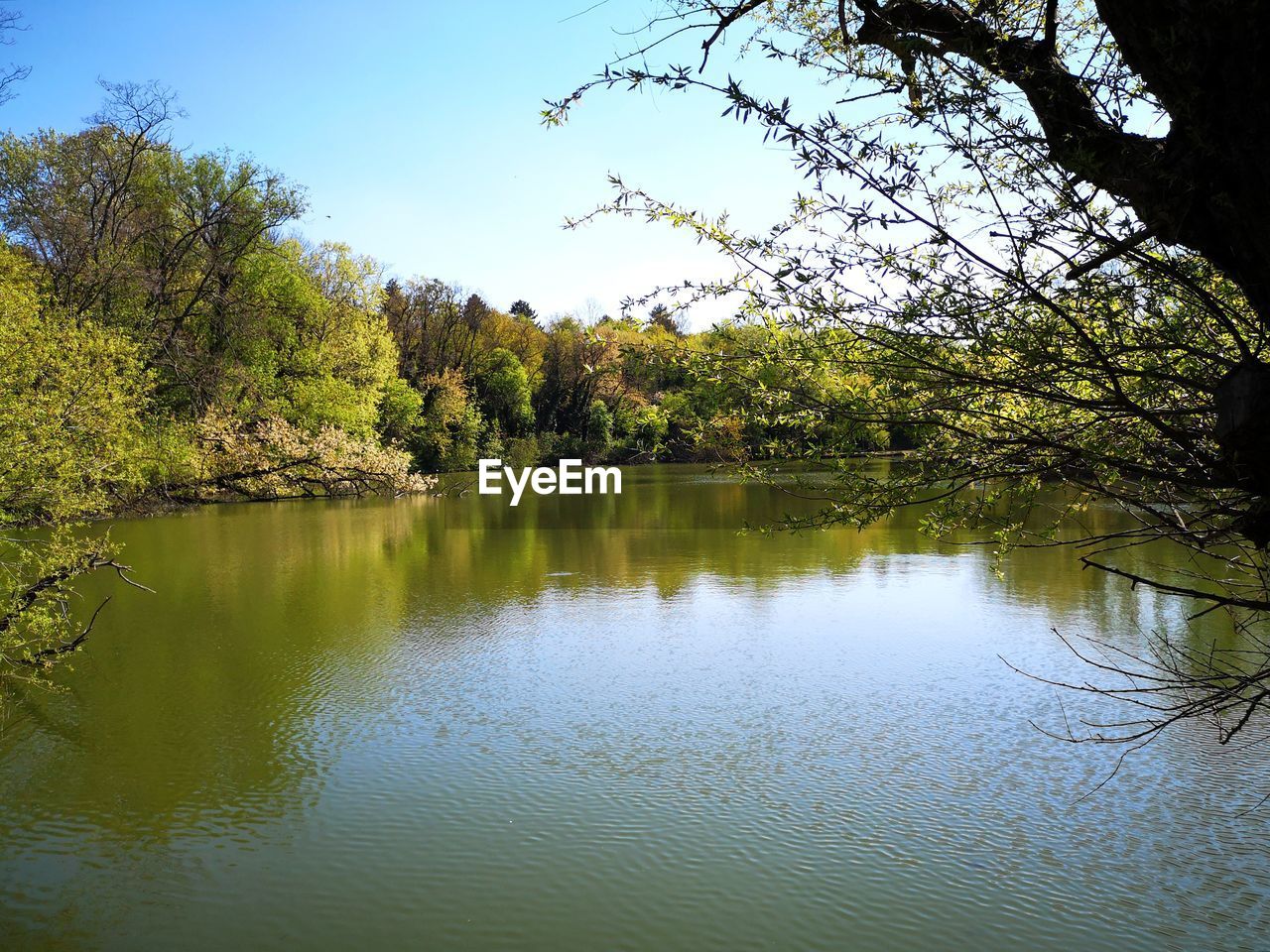 SCENIC VIEW OF LAKE AGAINST TREES IN FOREST