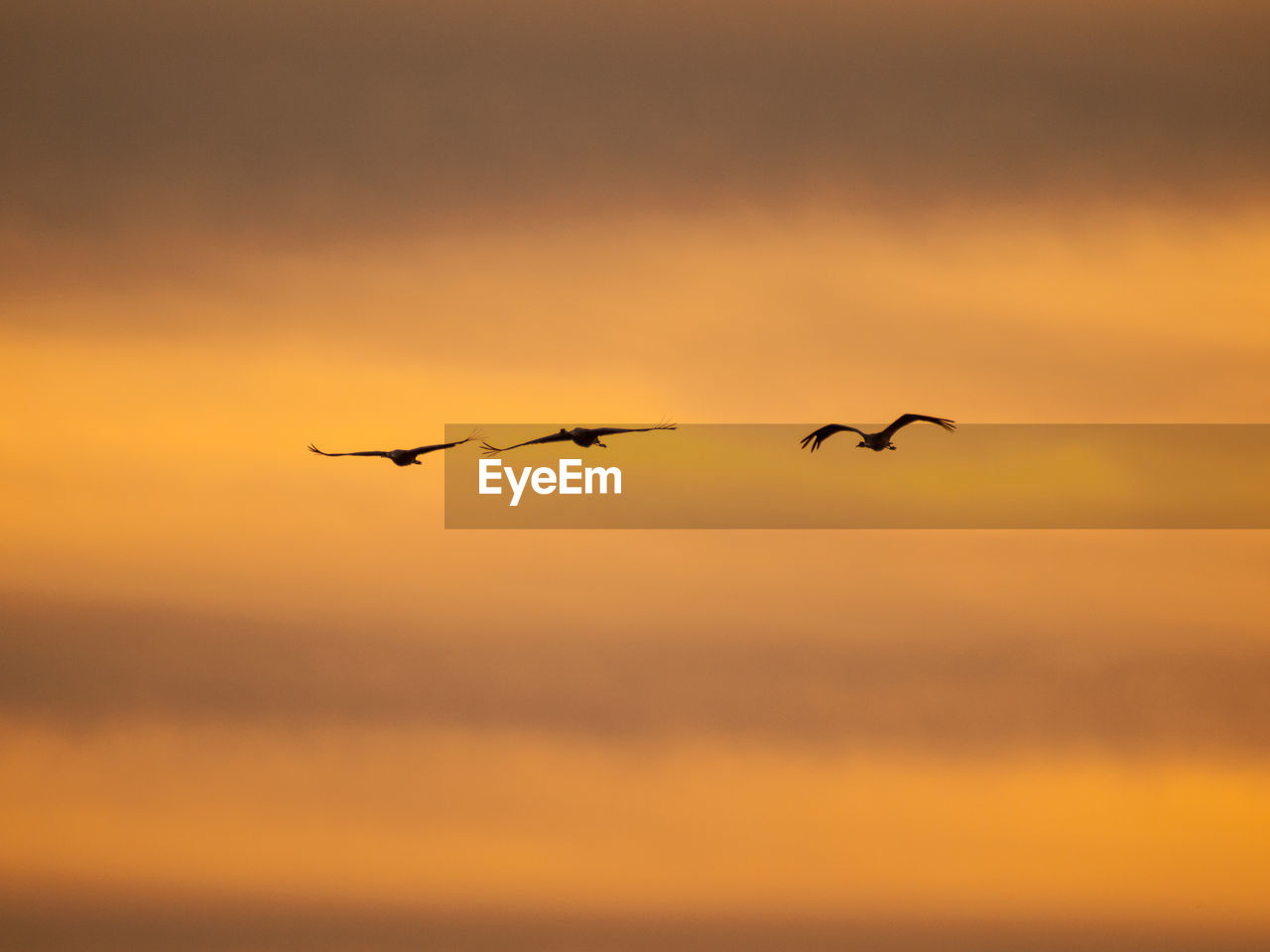 BIRDS FLYING IN SKY