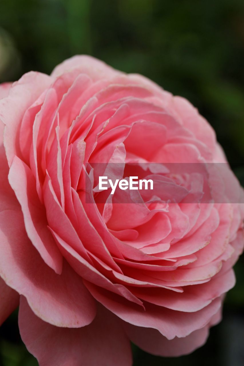 Close-up of pink rose growing outdoors