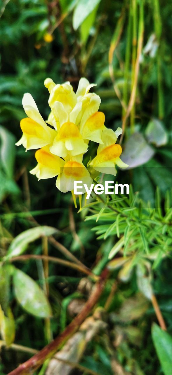 CLOSE-UP OF YELLOW FLOWER