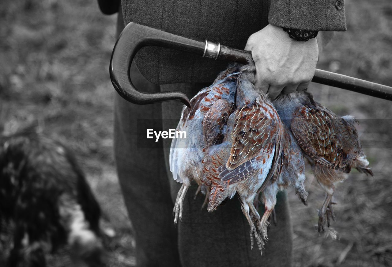 Man holding dead birds in hand